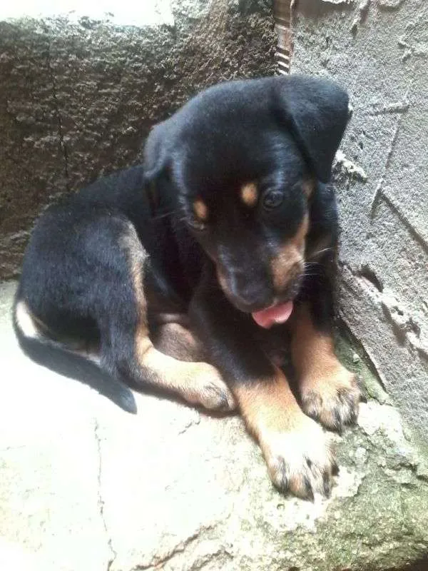 Cachorro ra a vira-lata idade Abaixo de 2 meses nome J-Hope