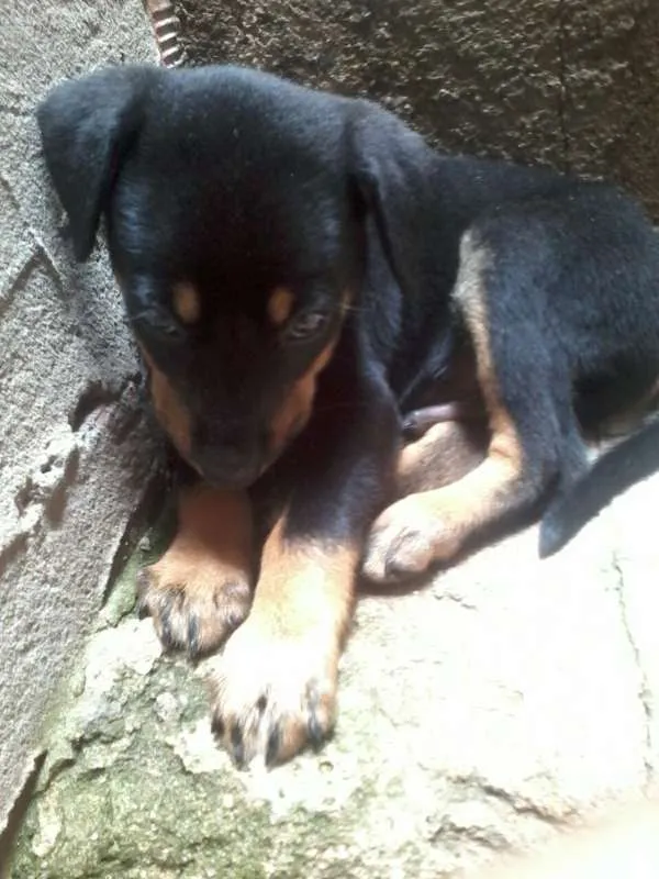 Cachorro ra a vira-lata idade Abaixo de 2 meses nome J-Hope