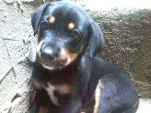 Cachorro raça vira-lata idade Abaixo de 2 meses nome J-Hope