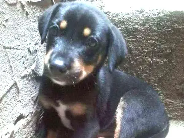 Cachorro ra a vira-lata idade Abaixo de 2 meses nome J-Hope