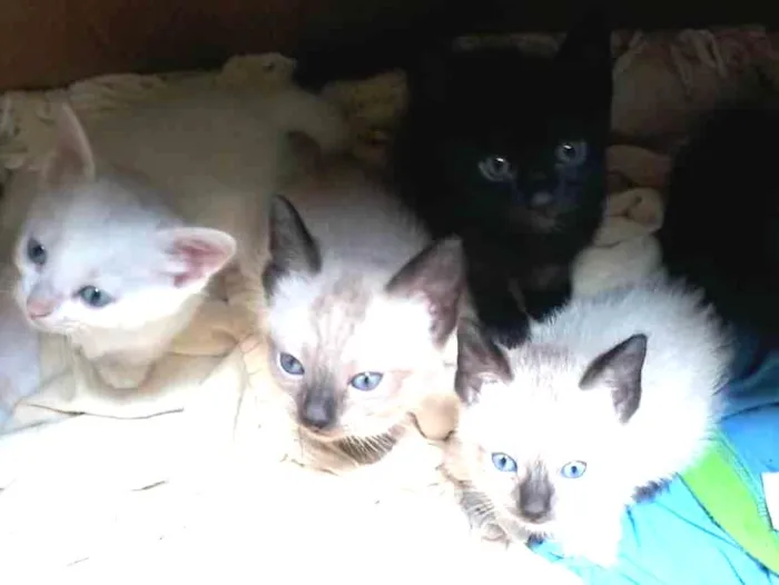 Gato ra a  idade 2 a 6 meses nome  não coloquei nome