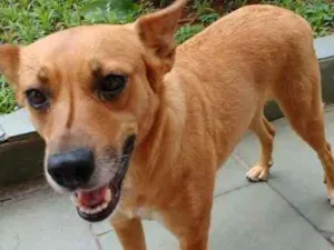 Cachorro raça SRD (vira lata) idade 3 anos nome sem nome