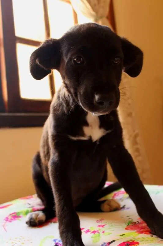 Cachorro ra a vira lata idade 2 a 6 meses nome Diamante