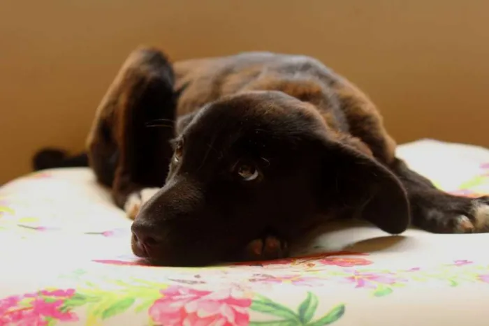 Cachorro ra a vira lata idade 2 a 6 meses nome Diamante