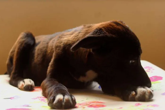 Cachorro ra a vira lata idade 2 a 6 meses nome Diamante