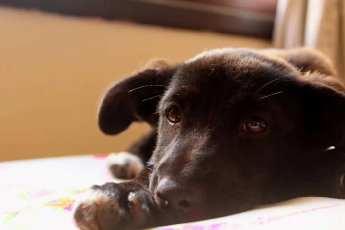 Cachorro ra a vira lata idade 2 a 6 meses nome Diamante