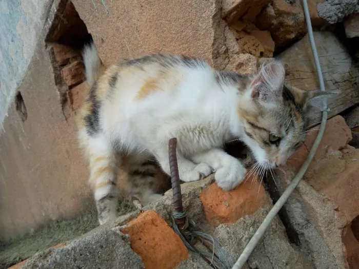 Gato ra a  idade 2 a 6 meses nome Não tem