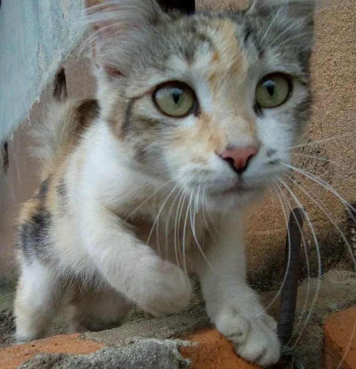 Gato ra a  idade 2 a 6 meses nome Não tem