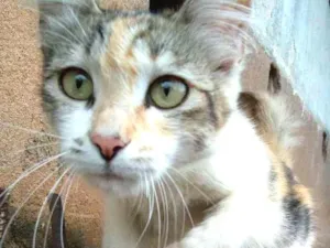 Gato raça  idade 2 a 6 meses nome Não tem