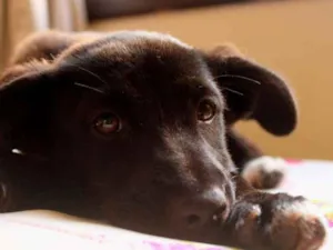 Cachorro raça vira lata idade 2 a 6 meses nome Diamante