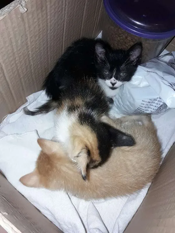 Gato ra a SRD idade 2 a 6 meses nome sem nome
