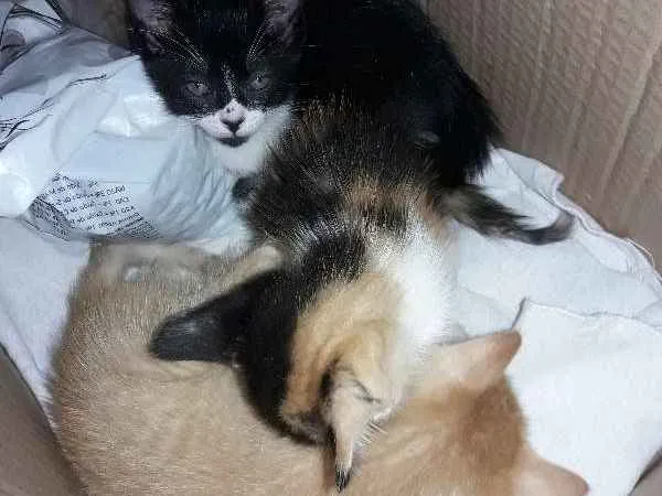Gato ra a SRD idade 2 a 6 meses nome sem nome