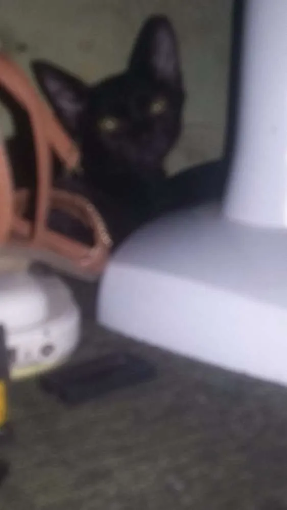 Gato ra a  idade Abaixo de 2 meses nome Pretinha
