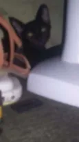 Pretinha