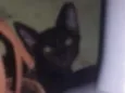 Pretinha