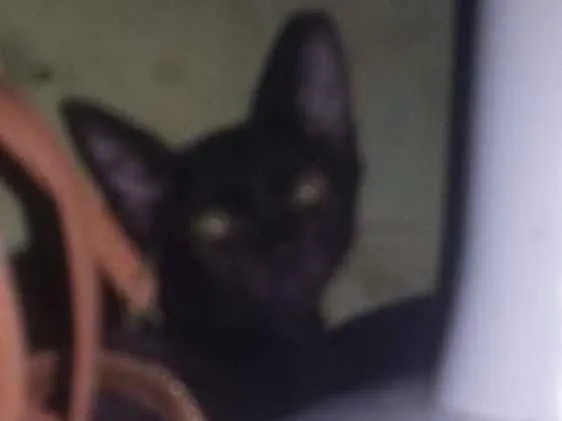 Gato ra a  idade Abaixo de 2 meses nome Pretinha