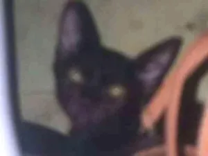 Gato raça  idade Abaixo de 2 meses nome Pretinha