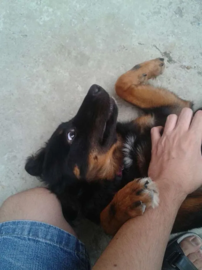 Cachorro ra a Vira-latas idade 7 a 11 meses nome Rihanna