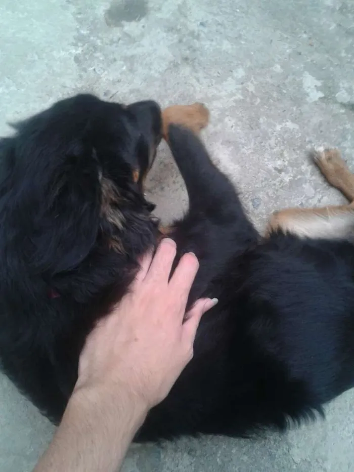 Cachorro ra a Vira-latas idade 7 a 11 meses nome Rihanna