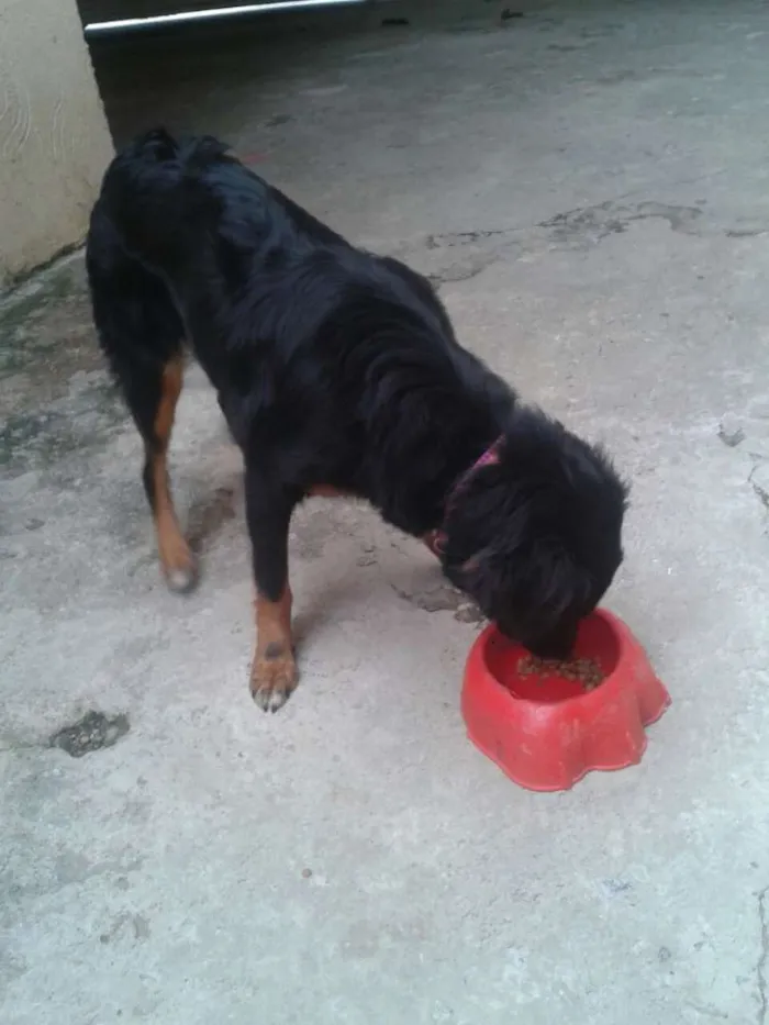 Cachorro ra a Vira-latas idade 7 a 11 meses nome Rihanna