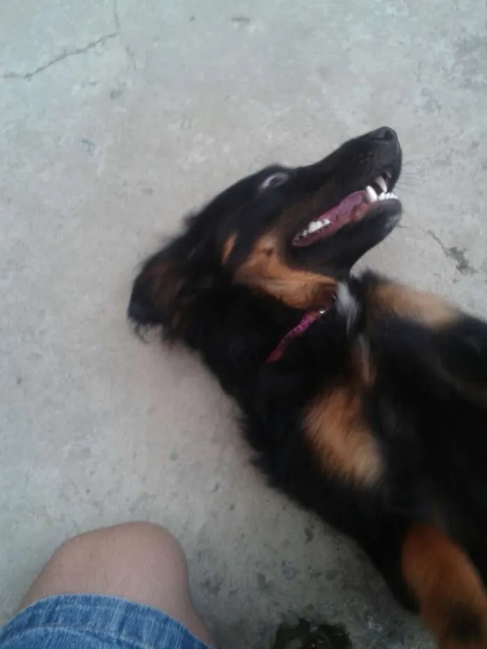 Cachorro ra a Vira-latas idade 7 a 11 meses nome Rihanna