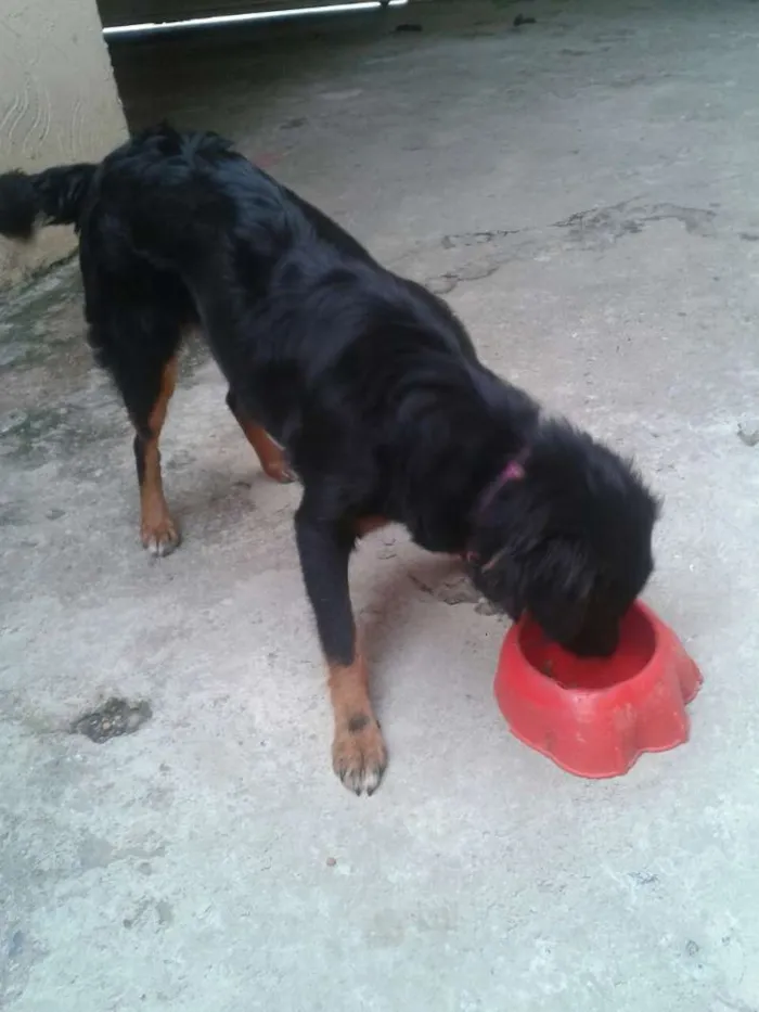 Cachorro ra a Vira-latas idade 7 a 11 meses nome Rihanna