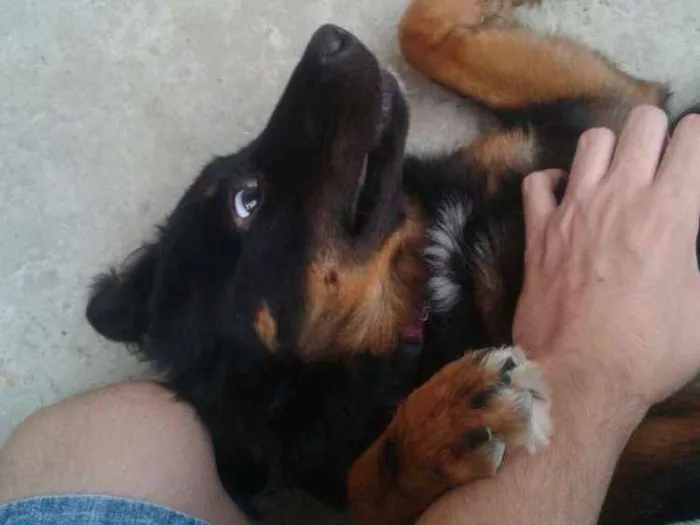 Cachorro ra a Vira-latas idade 7 a 11 meses nome Rihanna