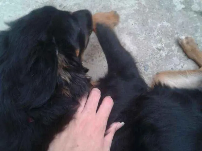 Cachorro ra a Vira-latas idade 7 a 11 meses nome Rihanna