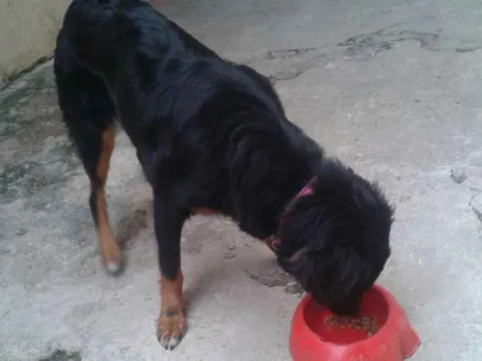 Cachorro ra a Vira-latas idade 7 a 11 meses nome Rihanna
