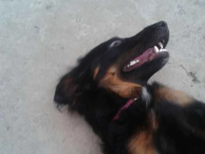 Cachorro ra a Vira-latas idade 7 a 11 meses nome Rihanna