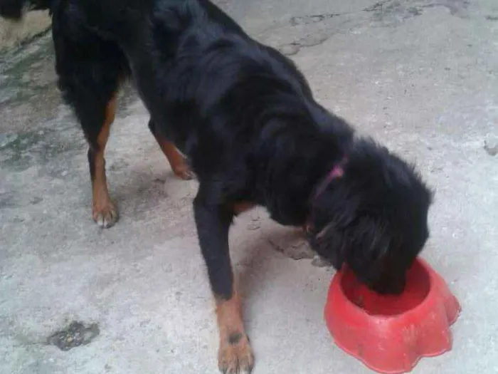 Cachorro ra a Vira-latas idade 7 a 11 meses nome Rihanna