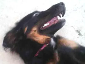 Cachorro raça Vira-latas idade 7 a 11 meses nome Rihanna