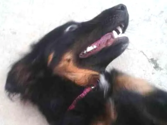 Cachorro ra a Vira-latas idade 7 a 11 meses nome Rihanna