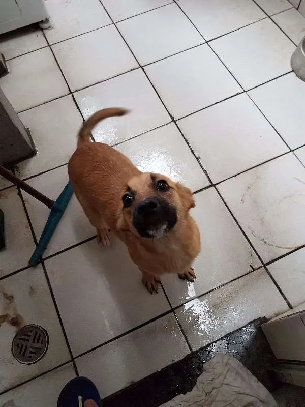 Cachorro raça Srd idade 2 a 6 meses nome Bia