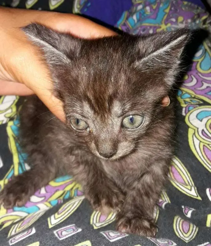 Gato ra a srd idade Abaixo de 2 meses nome Biscui