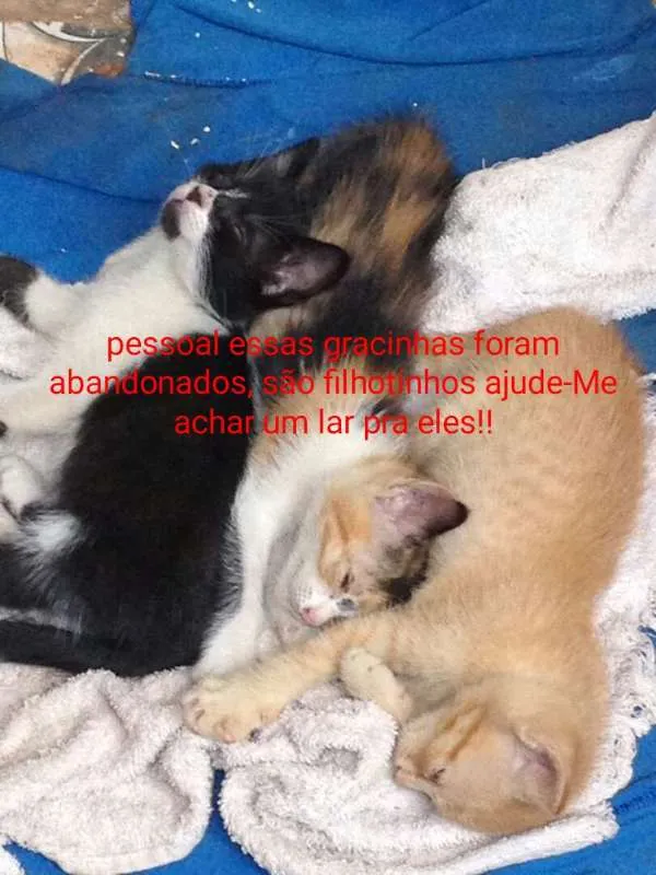 Gato ra a SRD idade 2 a 6 meses nome sem nome