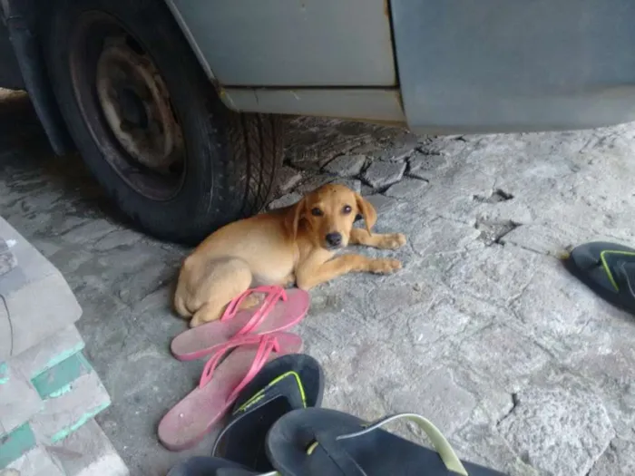 Cachorro ra a Vira Lata idade 2 a 6 meses nome Lidea