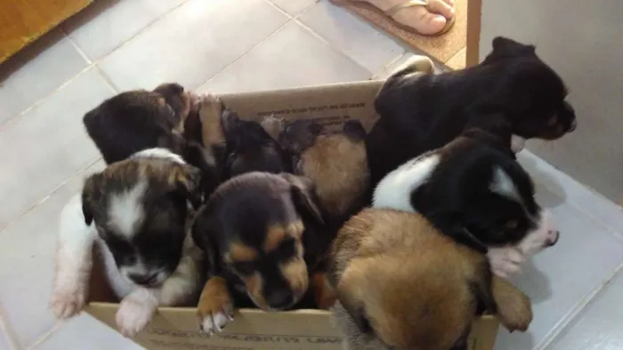Cachorro ra a vira lata idade Abaixo de 2 meses nome indefinido