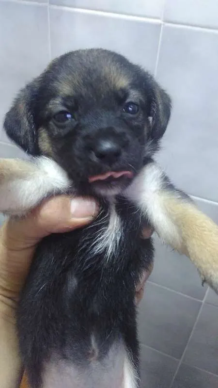 Cachorro ra a vira lata idade Abaixo de 2 meses nome indefinido