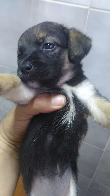 Cachorro ra a vira lata idade Abaixo de 2 meses nome indefinido