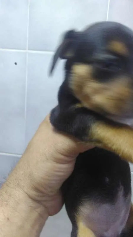 Cachorro ra a vira lata idade Abaixo de 2 meses nome indefinido