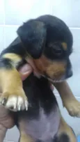 indefinido