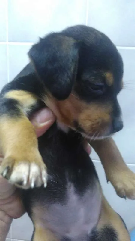 Cachorro ra a vira lata idade Abaixo de 2 meses nome indefinido