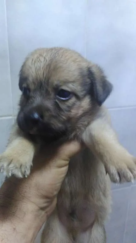 Cachorro ra a vira lata idade Abaixo de 2 meses nome indefinido