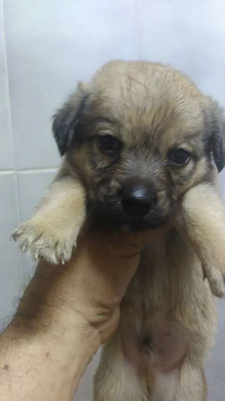 Cachorro ra a vira lata idade Abaixo de 2 meses nome indefinido