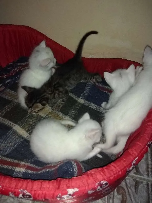 Gato ra a Sem raça definida idade 7 a 11 meses nome Sem nome