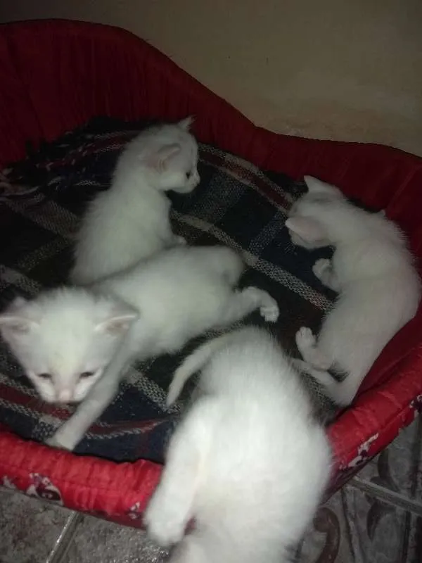 Gato ra a Sem raça definida idade 7 a 11 meses nome Sem nome