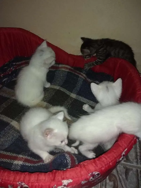 Gato ra a Sem raça definida idade 7 a 11 meses nome Sem nome