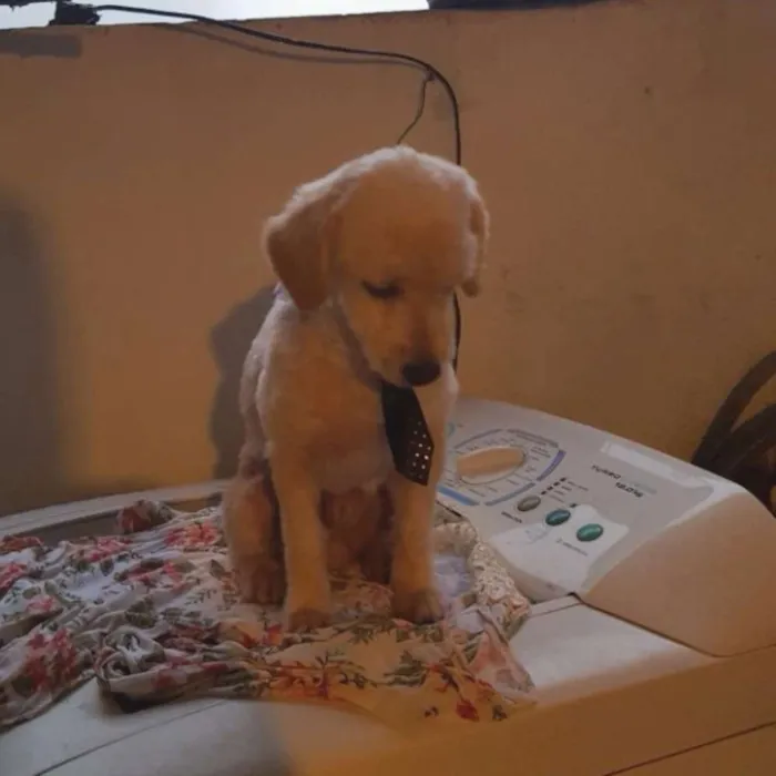 Cachorro raça Poodle idade 3 anos nome Lupe