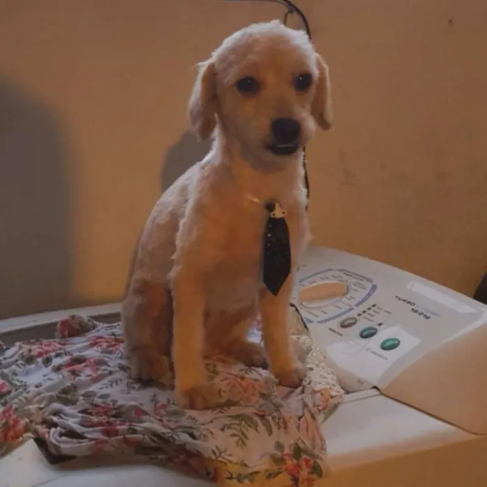 Cachorro raça Poodle idade 3 anos nome Lupe